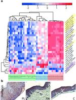 Humanin Antibody in Immunohistochemistry (Paraffin) (IHC (P))