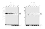 HSP60 Antibody