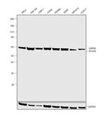 HSP60 Antibody in Western Blot (WB)