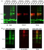 Factor V Polyclonal Antibody