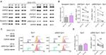 Dynamin 1 Antibody in Western Blot (WB)