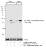 Phospho-ERK1/ERK2 (Thr202, Tyr204) Antibody