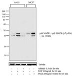 Phospho-ERK1/ERK2 (Thr202, Tyr204) Antibody in Western Blot (WB)