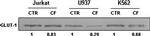 GLUT1 Antibody in Western Blot (WB)