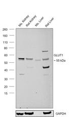 GLUT1 Antibody in Western Blot (WB)