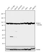 VPS34 Antibody in Western Blot (WB)