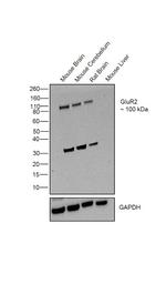GluR2 Polyclonal Antibody
