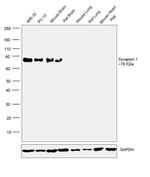 Synapsin 1 Antibody in Western Blot (WB)