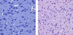 CaMKI Antibody in Immunohistochemistry (Paraffin) (IHC (P))