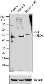 PCYT2 Antibody in Western Blot (WB)