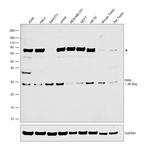 RAN Antibody in Western Blot (WB)