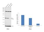 RAN Antibody in Western Blot (WB)