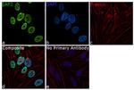 LAP2 alpha Antibody in Immunocytochemistry (ICC/IF)