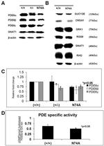 PDE6B Antibody in Western Blot (WB)