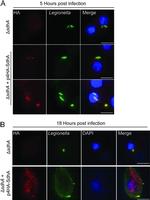 Legionella Antibody in Immunocytochemistry (ICC/IF)