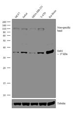 Gnb1 Polyclonal Antibody