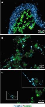 Clostridia Polyclonal Antibody, FITC