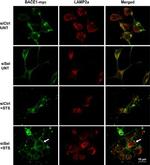 BACE1 Antibody in Immunocytochemistry (ICC/IF)