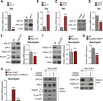 Nicastrin Antibody in Western Blot (WB)