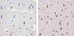 Ubiquilin 1 Polyclonal Antibody