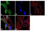 VAMP1 Antibody in Immunocytochemistry (ICC/IF)