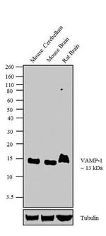 VAMP1 Antibody in Western Blot (WB)