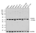 FOXP3 Antibody in Western Blot (WB)