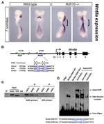 RARB Antibody in Gel Shift (EMSA)