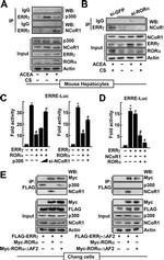 RORA Antibody in Western Blot (WB)