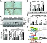 RORA Antibody in Western Blot, ChIP Assay (WB, ChIP)