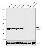 CYP3A4 Antibody