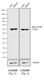 Goat anti-Rat IgG2a Secondary Antibody, HRP