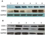 COX1 Antibody in Western Blot (WB)