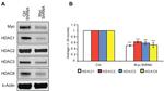 HDAC1 Antibody in Western Blot (WB)