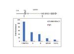 HDAC1 Antibody in ChIP Assay (ChIP)