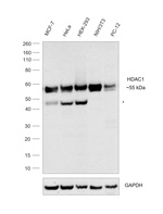 HDAC1 Antibody in Western Blot (WB)