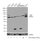 VDR Antibody in Western Blot (WB)
