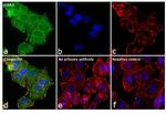 ErbB3 Antibody in Immunocytochemistry (ICC/IF)