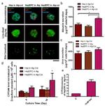 Rat Albumin Polyclonal Antibody, FITC