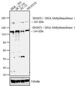DNMT1 Antibody in Western Blot (WB)
