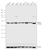 MECP2 Polyclonal Antibody