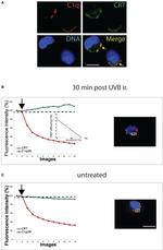 Calreticulin Antibody in Immunocytochemistry, Fluorescence Resonance Energy Transfer (ICC/IF, FRET)