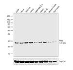RAN Antibody in Western Blot (WB)