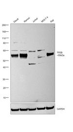 TFEB Antibody