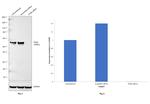 TFEB Antibody in Western Blot (WB)