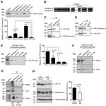 Calsequestrin Antibody in Western Blot (WB)