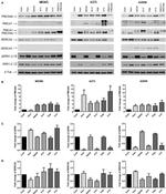 PMCA1 ATPase Antibody in Western Blot (WB)