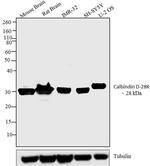 Calbindin D28K Polyclonal Antibody