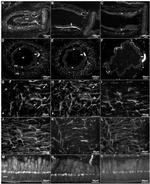Parvalbumin Antibody in Immunohistochemistry, Immunocytochemistry (IHC, ICC/IF)