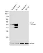GFAP Polyclonal Antibody
